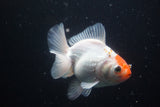 Thai Oranda  Red White 4 Inch (ID#913R12c-106) Free2Day SHIPPING