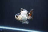 Baby Thai Oranda  Tricolor 3 Inch (ID#1029ToPTA-34) Free2Day SHIPPING