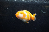 Juvenile Ranchu  Red White 3 Inch (ID#321R9b-56) Free2Day SHIPPING