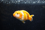 Juvenile Ranchu  Red White 3 Inch (ID#321R9b-56) Free2Day SHIPPING