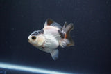 Baby Thai Oranda  Tricolor 3 Inch (ID#1029ToPTA-34) Free2Day SHIPPING