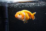 Juvenile Ranchu  Red White 3 Inch (ID#321R9b-56) Free2Day SHIPPING