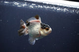 Baby Thai Oranda  Tricolor 3 Inch (ID#1029ToPTA-34) Free2Day SHIPPING