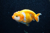 Juvenile Ranchu  Red White 3 Inch (ID#321R9b-56) Free2Day SHIPPING