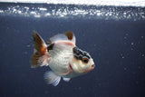 Baby Thai Oranda  Tricolor 3 Inch (ID#1029ToPTA-34) Free2Day SHIPPING