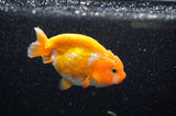 Juvenile Ranchu  Red White 3 Inch (ID#321R9b-56) Free2Day SHIPPING