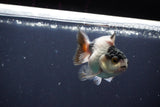 Baby Thai Oranda  Tricolor 3 Inch (ID#1029ToPTA-34) Free2Day SHIPPING