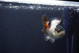 Baby Thai Oranda  Tricolor 3 Inch (ID#1029ToPTA-34) Free2Day SHIPPING