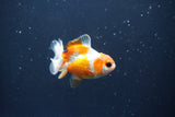 Baby Thai Oranda  Tricolor 3 Inch (ID#1029ToPTA-35) Free2Day SHIPPING