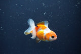 Baby Thai Oranda  Tricolor 3 Inch (ID#1029ToPTA-35) Free2Day SHIPPING