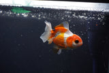 Baby Thai Oranda  Tricolor 3 Inch (ID#1029ToPTA-35) Free2Day SHIPPING