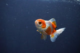 Baby Thai Oranda  Tricolor 3 Inch (ID#1029ToPTA-35) Free2Day SHIPPING