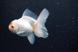 Thai Oranda  Red White 4 Inch (ID#913R12c-108) Free2Day SHIPPING