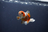 Baby Thai Oranda  Tricolor 3 Inch (ID#1029ToPTA-35) Free2Day SHIPPING