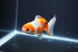 Baby Thai Oranda  Tricolor 3 Inch (ID#1029ToPTA-35) Free2Day SHIPPING