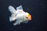 Thai Oranda  Red White 4 Inch (ID#913R12c-108) Free2Day SHIPPING