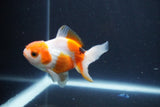 Baby Thai Oranda  Tricolor 3 Inch (ID#1029ToPTA-35) Free2Day SHIPPING