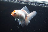 Thai Oranda  Red White 4 Inch (ID#913R12c-108) Free2Day SHIPPING