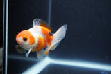 Baby Thai Oranda  Tricolor 3 Inch (ID#1029ToPTA-35) Free2Day SHIPPING