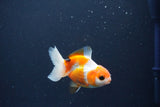 Baby Thai Oranda  Tricolor 3 Inch (ID#1029ToPTA-35) Free2Day SHIPPING