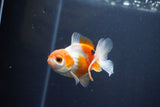 Baby Thai Oranda  Tricolor 3 Inch (ID#1029ToPTA-35) Free2Day SHIPPING