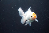 Thai Oranda  Red White 4 Inch (ID#913R12c-108) Free2Day SHIPPING