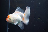 Thai Oranda  Red White 4 Inch (ID#913R12c-108) Free2Day SHIPPING