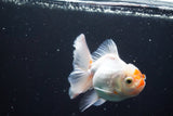 Thai Oranda  Red White 4 Inch (ID#913R12c-108) Free2Day SHIPPING