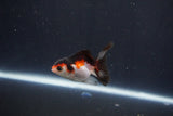 Baby Thai Oranda  Tricolor 2.5 Inch (ID#1029ToPTA-36) Free2Day SHIPPING