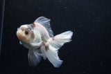 Thai Oranda  Panda 4 Inch (ID#0110T2c-49) Free2Day SHIPPING