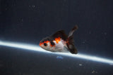 Baby Thai Oranda  Tricolor 2.5 Inch (ID#1029ToPTA-36) Free2Day SHIPPING