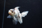 Thai Oranda  Panda 4 Inch (ID#0110T2c-49) Free2Day SHIPPING