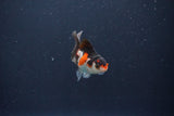 Baby Thai Oranda  Tricolor 2.5 Inch (ID#1029ToPTA-36) Free2Day SHIPPING