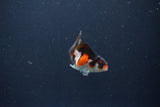 Baby Thai Oranda  Tricolor 2.5 Inch (ID#1029ToPTA-36) Free2Day SHIPPING