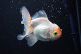 Thai Oranda  Red White 4 Inch (ID#913R12c-108) Free2Day SHIPPING