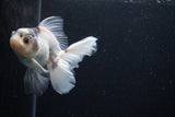 Thai Oranda  Panda 4 Inch (ID#0110T2c-49) Free2Day SHIPPING