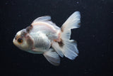 Thai Oranda  Panda 4 Inch (ID#0110T2c-49) Free2Day SHIPPING