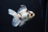 Thai Oranda  Panda 4 Inch (ID#0110T2c-49) Free2Day SHIPPING