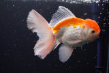 Thai Oranda  Red White 5 Inch (ID#917R12c-108) Free2Day SHIPPING