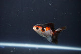 Baby Thai Oranda  Tricolor 2.5 Inch (ID#1029ToPTA-36) Free2Day SHIPPING