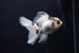 Thai Oranda  Panda 4 Inch (ID#0110T2c-49) Free2Day SHIPPING