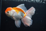 Thai Oranda  Red White 5 Inch (ID#917R12c-108) Free2Day SHIPPING