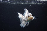 Thai Oranda  Panda 4 Inch (ID#0110T2c-49) Free2Day SHIPPING