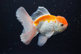 Thai Oranda  Red White 5 Inch (ID#917R12c-108) Free2Day SHIPPING