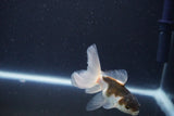 Baby Thai Oranda  Panda 3 Inch (ID#1029ToPTA-37) Free2Day SHIPPING