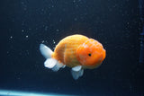 Ranchu  Sakura 4.5 Inch (ID#207R1c-59) Free2Day SHIPPING