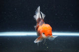 Juvenile Thai Oranda  Tricolor 4 Inch (ID#1122To13b-73) Free2Day SHIPPING