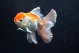 Thai Oranda  Red White 5 Inch (ID#917R12c-108) Free2Day SHIPPING