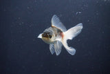 Baby Thai Oranda  Panda 3 Inch (ID#1029ToPTA-37) Free2Day SHIPPING