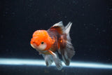 Juvenile Thai Oranda  Tricolor 4 Inch (ID#1122To13b-73) Free2Day SHIPPING